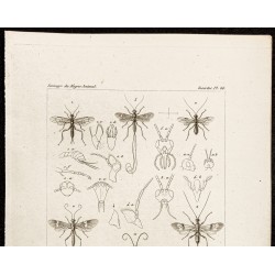 Gravure de 1844 - Guèpes hyménoptères - 2