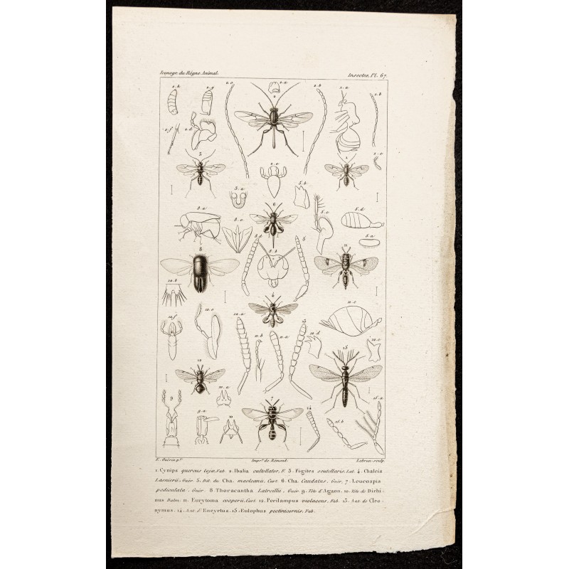 Gravure de 1844 - Hyménoptères - 1