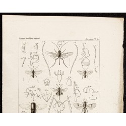 Gravure de 1844 - Hyménoptères - 2