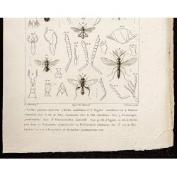 Gravure de 1844 - Hyménoptères - 3