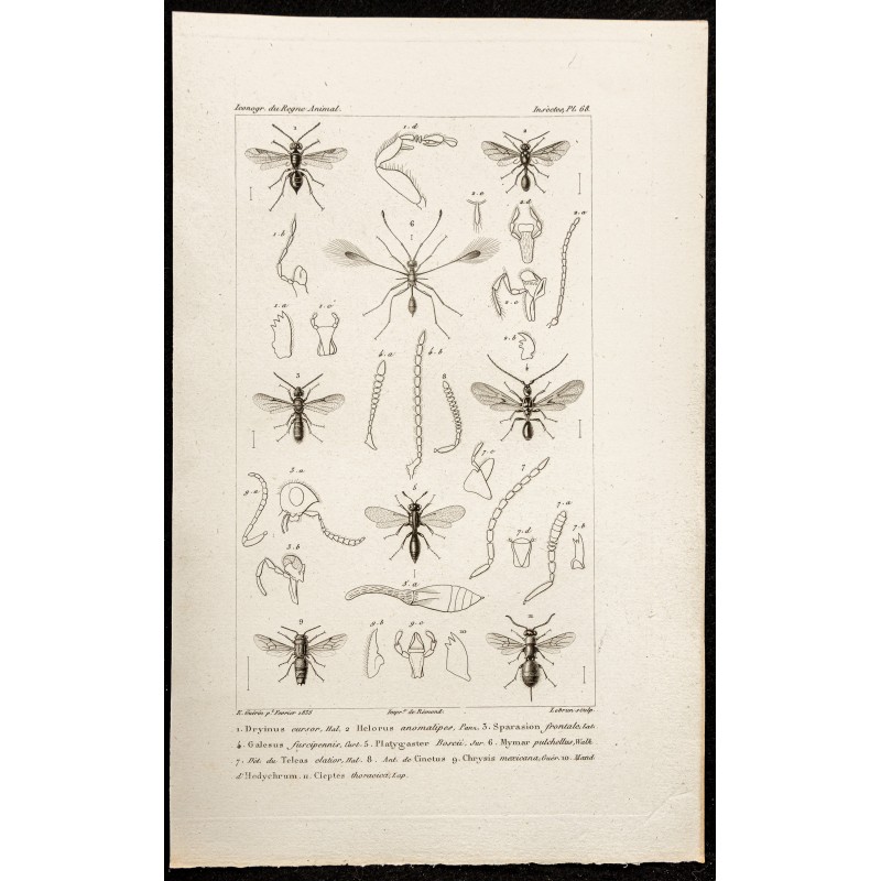 Gravure de 1844 - Planche d'Hyménoptères - 1