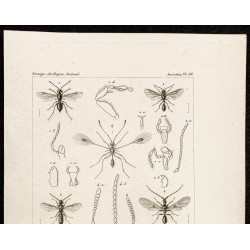 Gravure de 1844 - Planche d'Hyménoptères - 2