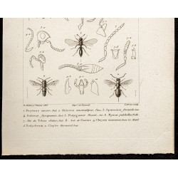 Gravure de 1844 - Planche d'Hyménoptères - 3