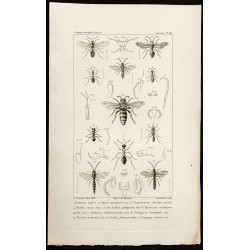 Gravure de 1844 - Hyménoptères et fourmis - 1