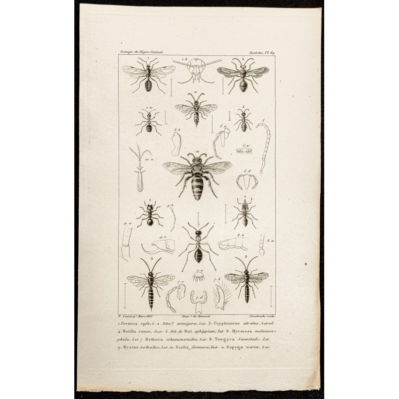 Gravure de 1844 - Hyménoptères et fourmis - 1