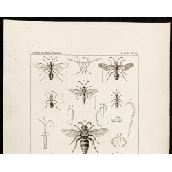 Gravure de 1844 - Hyménoptères et fourmis - 2