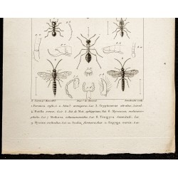 Gravure de 1844 - Hyménoptères et fourmis - 3