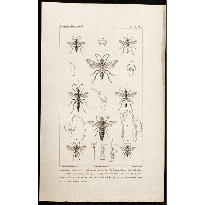 Gravure de 1844 - Guèpes Hyménoptères - 1