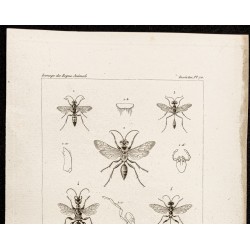 Gravure de 1844 - Guèpes Hyménoptères - 2