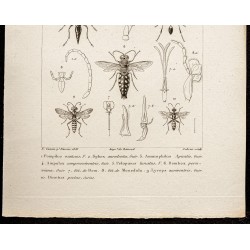 Gravure de 1844 - Guèpes Hyménoptères - 3