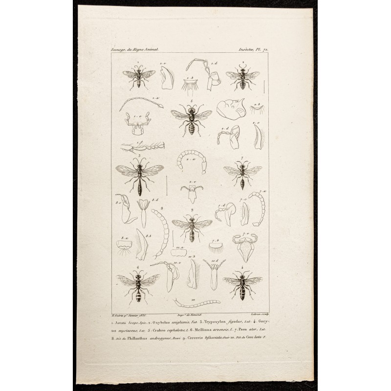 Gravure de 1844 - Planche de Hyménoptères - 1