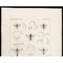 Gravure de 1844 - Planche de Hyménoptères - 2