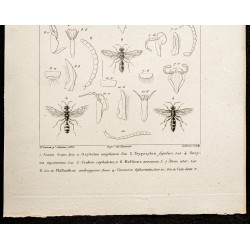 Gravure de 1844 - Planche de Hyménoptères - 3