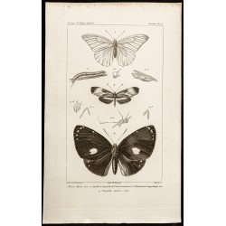 Gravure de 1844 - Papillons Lépidoptères - 1