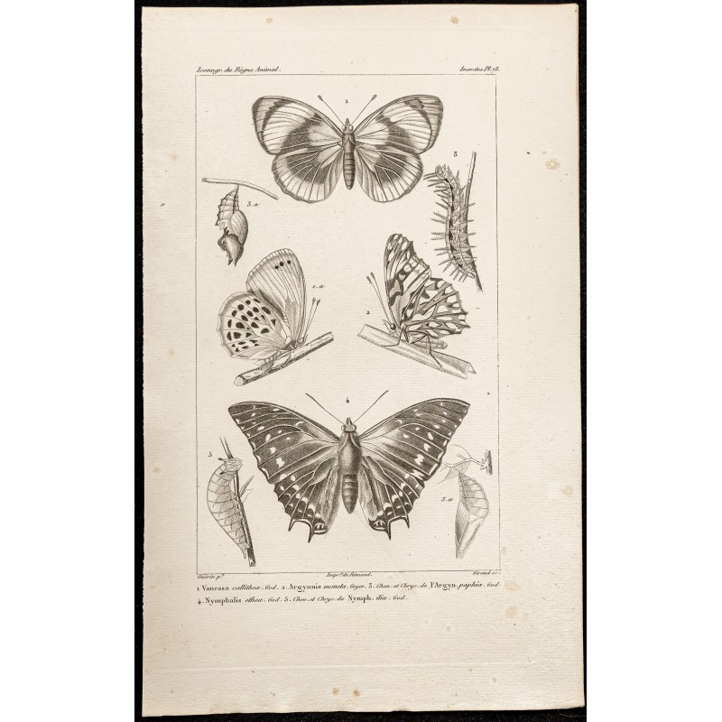 Gravure de 1844 - Papillons Lépidoptères - 1