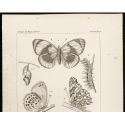 Gravure de 1844 - Papillons Lépidoptères - 2