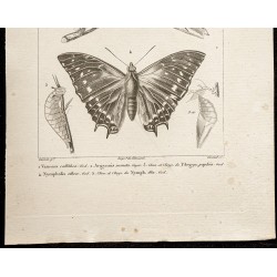 Gravure de 1844 - Papillons Lépidoptères - 3