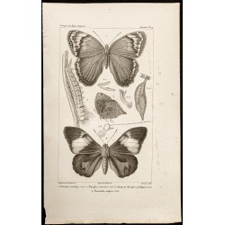 Gravure de 1844 - Papillons Lépidoptères - 1