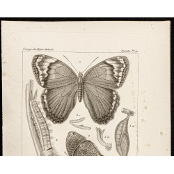 Gravure de 1844 - Papillons Lépidoptères - 2