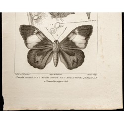 Gravure de 1844 - Papillons Lépidoptères - 3