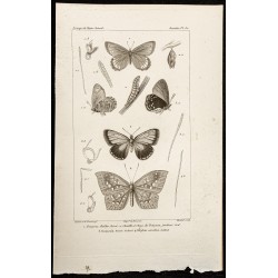 Gravure de 1844 - Papillons Lépidoptères - 1