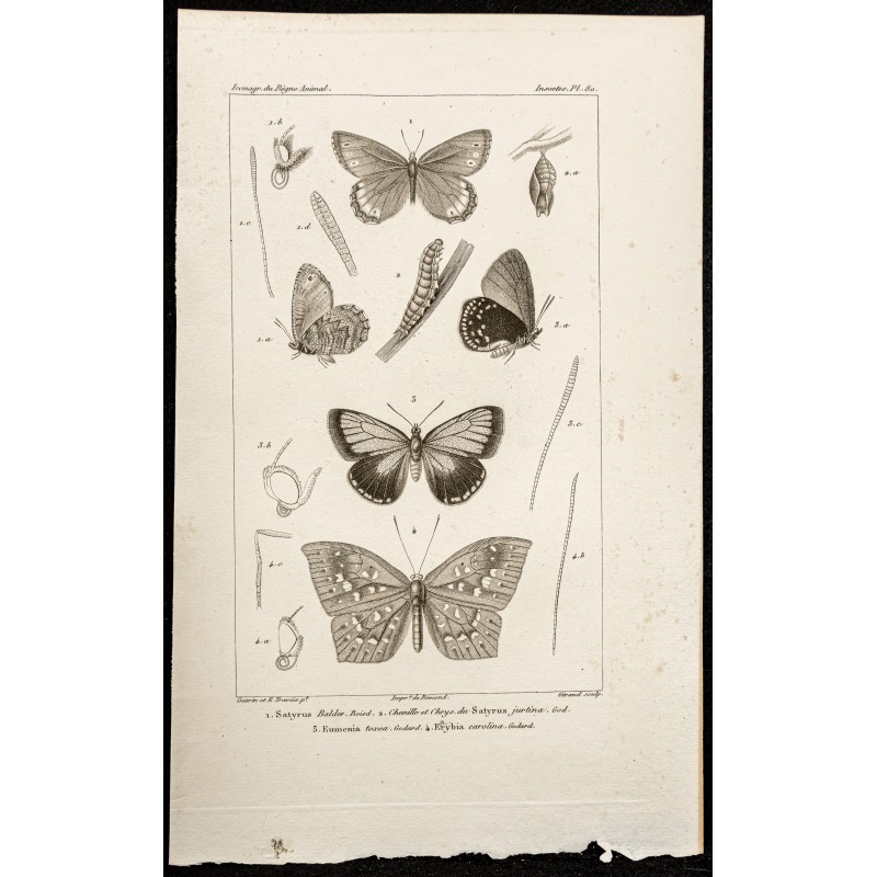 Gravure de 1844 - Papillons Lépidoptères - 1