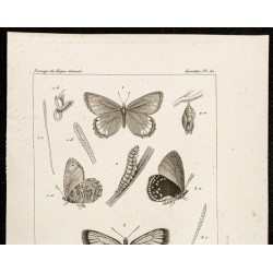 Gravure de 1844 - Papillons Lépidoptères - 2