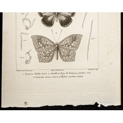 Gravure de 1844 - Papillons Lépidoptères - 3