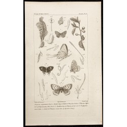 Gravure de 1844 - Papillons Lépidoptères - 1