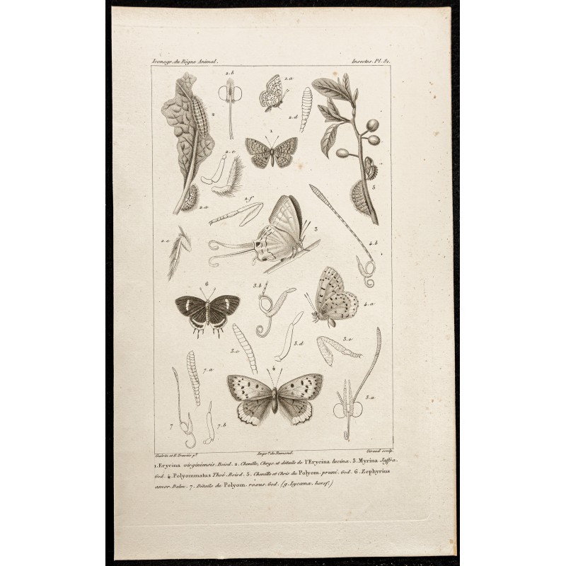 Gravure de 1844 - Papillons Lépidoptères - 1
