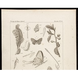 Gravure de 1844 - Papillons Lépidoptères - 2
