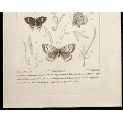 Gravure de 1844 - Papillons Lépidoptères - 3