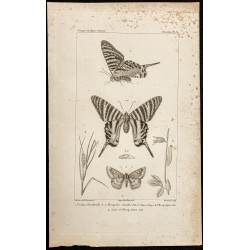 Gravure de 1844 - Papillons Lépidoptères - 1