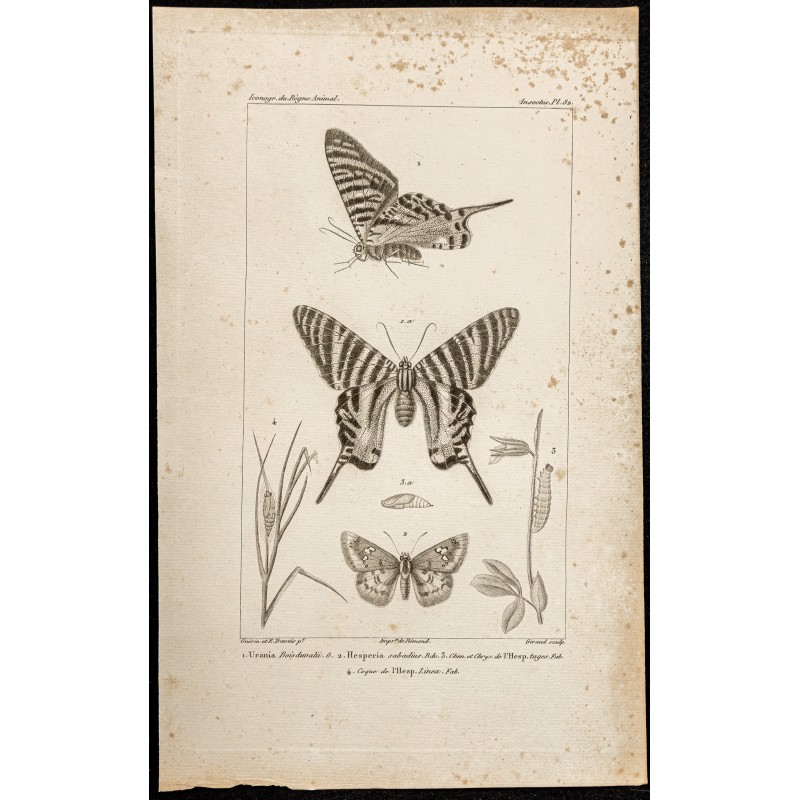 Gravure de 1844 - Papillons Lépidoptères - 1