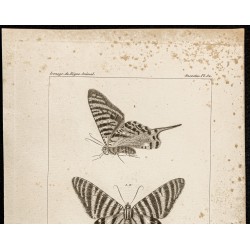 Gravure de 1844 - Papillons Lépidoptères - 2