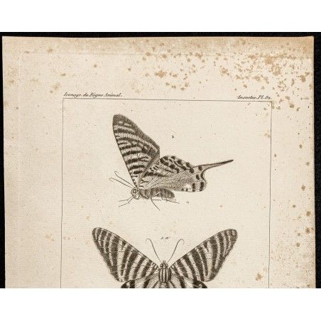 Insectes dessinés à la main. Papillon, coléoptère et mouche, fourmis