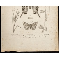 Gravure de 1844 - Papillons Lépidoptères - 3