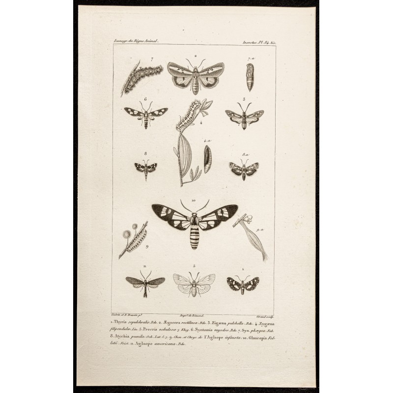 Gravure de 1844 - Papillons Lépidoptères - 1