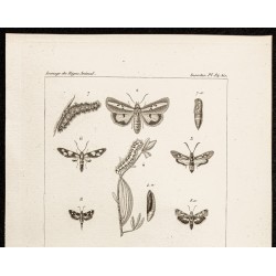 Gravure de 1844 - Papillons Lépidoptères - 2