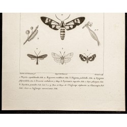 Gravure de 1844 - Papillons Lépidoptères - 3