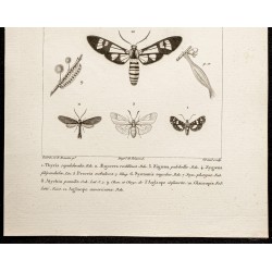 Gravure de 1844 - Papillons Lépidoptères - 3