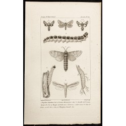 Gravure de 1844 - Papillons Lépidoptères - 1