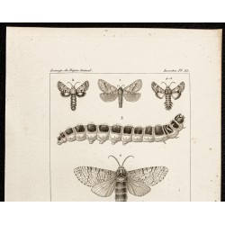 Gravure de 1844 - Papillons Lépidoptères - 2