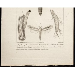 Gravure de 1844 - Papillons Lépidoptères - 3