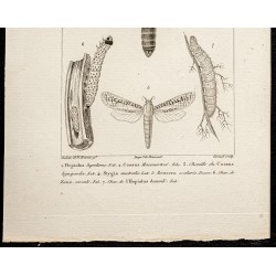 Gravure de 1844 - Papillons Lépidoptères - 3