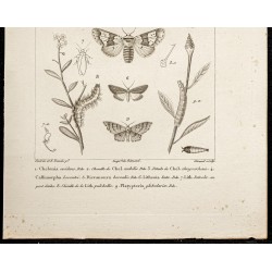 Gravure de 1844 - Papillons Lépidoptères - 3