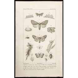 Gravure de 1844 - Papillons Lépidoptères - 1