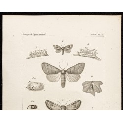 Gravure de 1844 - Papillons Lépidoptères - 2