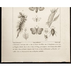 Gravure de 1844 - Papillons Lépidoptères - 3