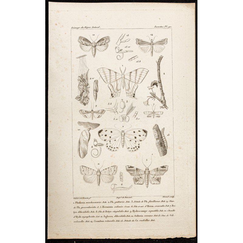 Gravure de 1844 - Papillons Lépidoptères - 1